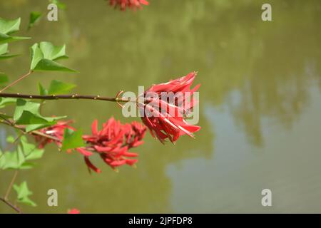 red Erythrina crista-galli ready to blossoms on the edge of water in sunny afternoon Stock Photo