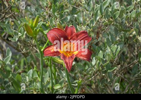 Lily flower also known as daylily blossoms in sunny afternoon Stock Photo