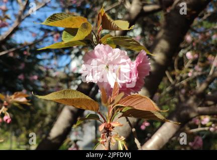 pink sakura flowers blossoms in the middle of new leaves in the garden Stock Photo