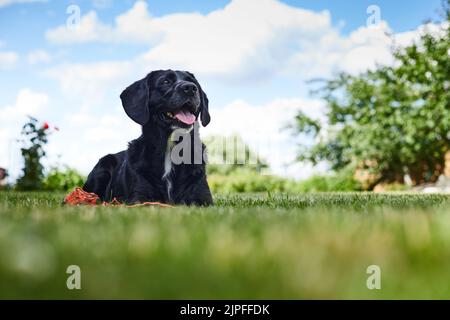 A young handsome labrador retriever on a country property lies on the lawn after a game. Front view. Stock Photo