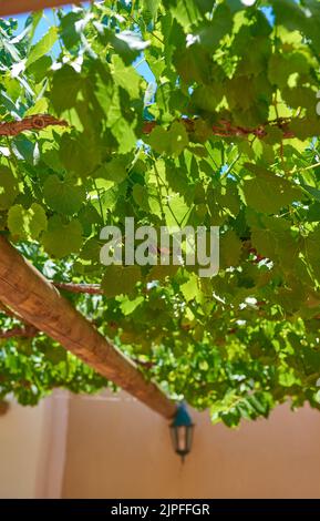 Home of South African wine. Photo from wineyards of the Stellenbosch district , Western Cape Province, South Africa. Stock Photo