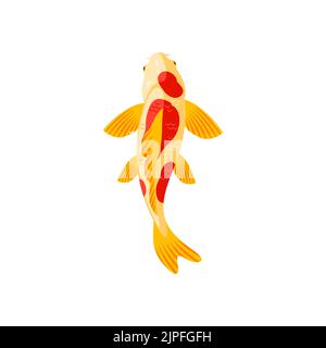Koi carp japanese or chinese gold fish, vector golden and red colored goldfish. Cartoon underwater animal, traditional symbol of asian culture top view isolated on white background Stock Vector