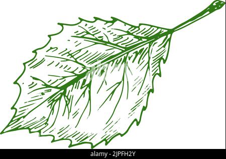 Elm or hornbeam leaf isolated plant sketch. Vector carpinus birch leafage, hand drawn ulmus Stock Vector