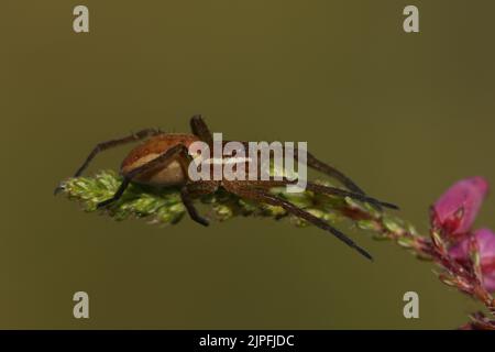 A rare hunting juvenile Raft Spider, Dolomedes fimbriatus, on a heather plant growing at the edge of a bog. Stock Photo