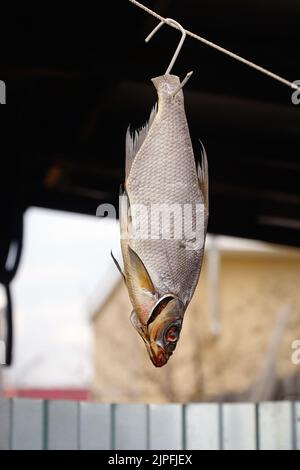 Dried salted freshwater bream hanging on a rope and drying Stock Photo