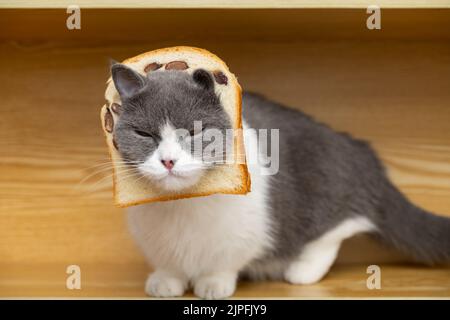 Cat with clearance toast on head