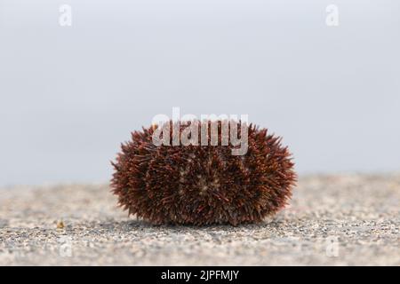 Single bafun sea urchin shell on concrete Stock Photo