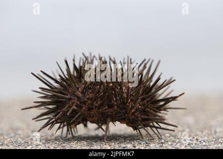 Single murasaki sea urchin shell on concrete Stock Photo