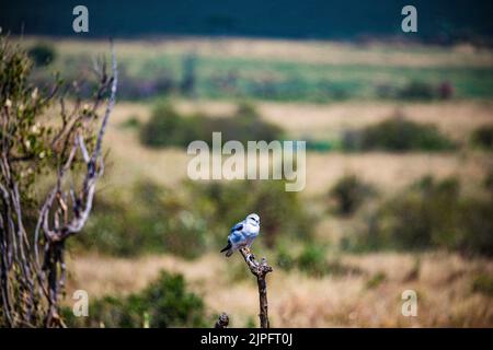 The gull-billed tern, formerly Sterna nilotica, is in the Laridae ...