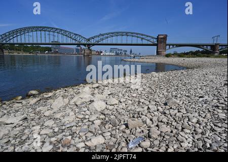 Cologne, Germany. 13th Aug, 2022. Cologne city view, view to bank of Poller Wiesen, Rhine with low water, Rheinauhafen with crane houses, Südbrücke, old town and Cologne Cathedral Credit: Horst Galuschka/dpa/Alamy Live News Stock Photo