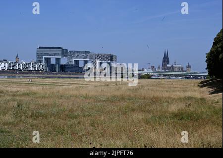 Cologne, Germany. 13th Aug, 2022. Cologne city view, withered meadows, view to Poller meadows, Rheinauhafen with crane houses, Severinsbrücke, old town and Cologne cathedral Credit: Horst Galuschka/dpa/Alamy Live News Stock Photo