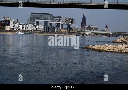 Cologne, Germany. 13th Aug, 2022. Cologne city view, view to bank of Poller Wiesen, Rhine with low water, Rheinauhafen with crane houses, Südbrücke, old town and Cologne Cathedral Credit: Horst Galuschka/dpa/Alamy Live News Stock Photo
