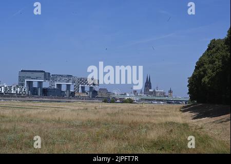 Cologne, Germany. 13th Aug, 2022. Cologne city view, withered meadows, view to Poller meadows, Rheinauhafen with crane houses, Severinsbrücke, old town and Cologne cathedral Credit: Horst Galuschka/dpa/Alamy Live News Stock Photo