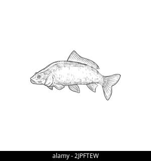 Carp freshwater fish of family Cyprinidae isolated monochrome icon. Vector carp fish inhabit lakes, ponds, rivers, salted or raw. Common silver bighead carp, grass crucian hand drawn aquatic animal Stock Vector