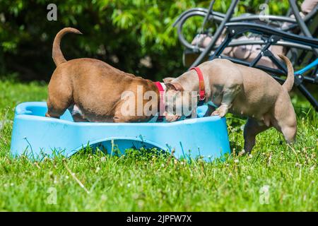 American Bully dogs are swimming in pool Stock Photo