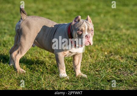 A pocket male American Bully puppy dog is on grass Stock Photo