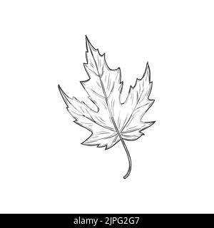 Aspen tree foliage, autumn, summer, spring decor element isolated monochrome icon. Vector quickthorn or hawthorn leaf sketch. Foliage sign, may-tree leafage, whitethorn or chockeberry herbal plant Stock Vector