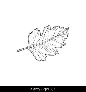 Quickthorn or hawthorn leaf isolated sketch. Vector foliage monochrome icon, may-tree leafage, whitethorn or chockeberry herbal plant. Aspen tree foliage, autumn, summer, spring decor element Stock Vector