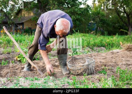 Old man digging up potatoes in garden Stock Photo