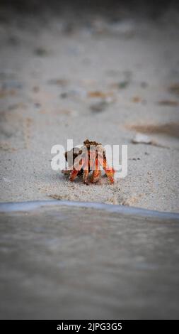 A vertical closeup of a hermit crab isolated on the white sand by the water Stock Photo