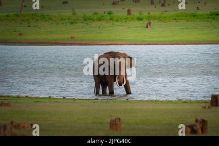 Elephant drinking water from kabini River, Karnataka, India, Asia Stock Photo