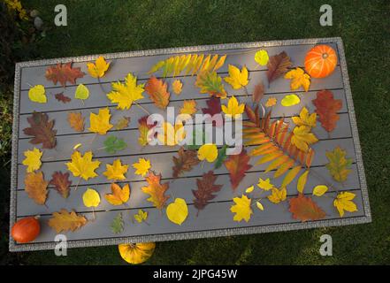 beautiful bright colorful multi-colored autumn leaves from various trees spread out on a table in the garden. Autumn mood. Hello, Autumn Stock Photo
