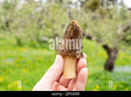 Person hand holding and showing edible Morchella conica wild mushroom called black morel outdoors in spring. Stock Photo