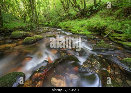Moss covered boulders in a river running through old growth forest in Courel Mountains Unesco Geopark Lugo Galicia Stock Photo
