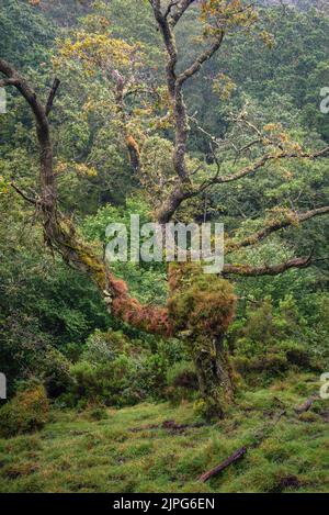 Very gnarly old oak tree covered in ivy and moss in a forest clearing in Xistral Mountain Range in Abadin Lugo Galicia Stock Photo