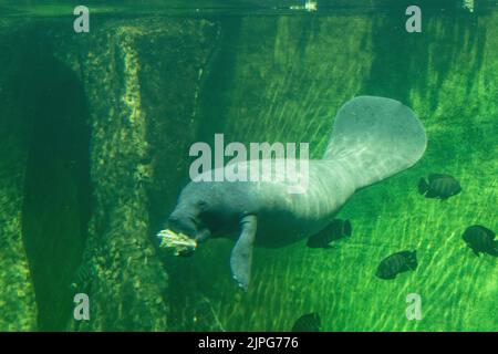 Manatee, sea cow in the zoo aquarium Stock Photo