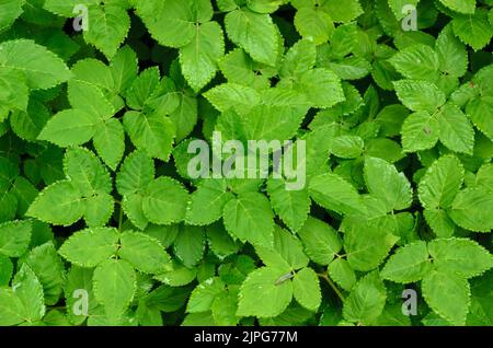 Aegopodium podagraria plant known as ground elder, herb gerard or bishop's weed in a forest in Germany Stock Photo