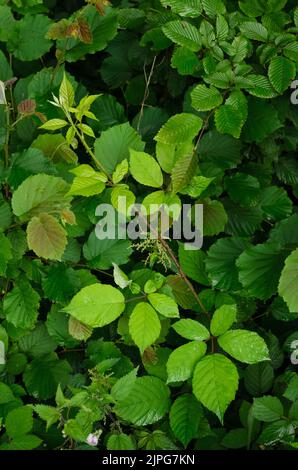 Rubus allegheniensis plant known as Allegheny blackberry or Common blackberry in a forest in Germany Stock Photo