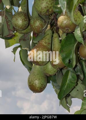 Young pears hanging from a pear tree ready to be harvested Stock Photo