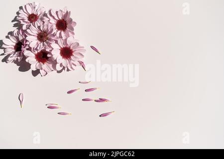 Purple chrysanthemum flowers with petals on the white background Stock Photo