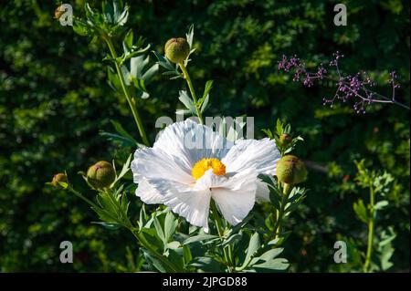 Pua kala (literally rough flower) is a member of the poppy family (Papaveraceae) Stock Photo