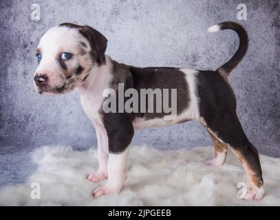 Louisiana Catahoula Leopard Dog puppy standing on gray Stock Photo