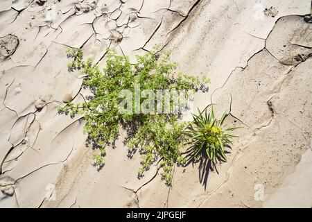 Symbolic photo, Hope, Environment, green flower stands within dry river bed patterns. Swakop River, Namibia, Africa Stock Photo