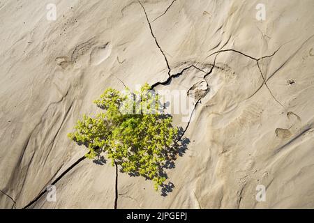 Symbolic photo, Hope, Environment, green flower stands within dry river bed patterns. Swakop River, Namibia, Africa Stock Photo