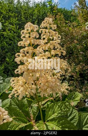 Close up of cream flowers of Rodgersia aesculifolia saxifragaceae perennial flowering flower in a cottage garden border in summer England UK Britain Stock Photo