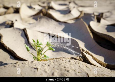 Symbolic photo, Hope, Environment, green flower stands within dry river bed patterns. Swakop River, Namibia, Africa Stock Photo