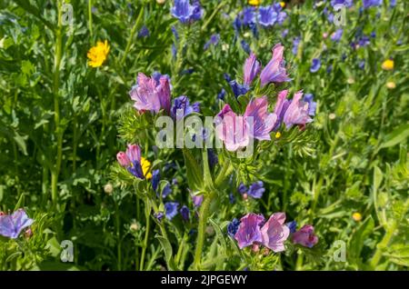 Close up of blue and pink echium wildflowers wild flowers in a garden meadow in summer England UK United Kingdom GB Great Britain Stock Photo