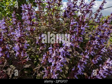 Close up of purple sage salvia officinalis Purpurea flowers flower flowering growing in a garden plant in summer England UK United Kingdom GB Britain Stock Photo