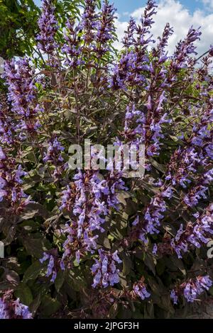 Close up of purple sage salvia officinalis Purpurea flowers flower flowering growing in a garden plant in summer England UK United Kingdom GB Britain Stock Photo