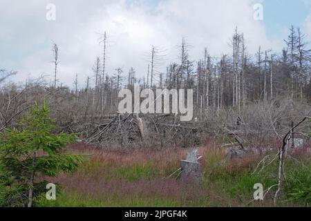 deforestation, dying tree, tree skeleton, deforestations, dying trees Stock Photo