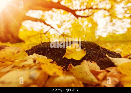Yellow leaf lying on the ground in autumnal park Stock Photo