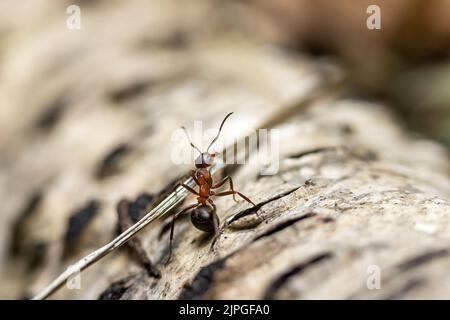Ant carrying a straw on a birch tree branch closeup. Horizontally. Stock Photo