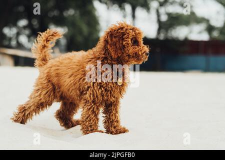 Redhead poodle store