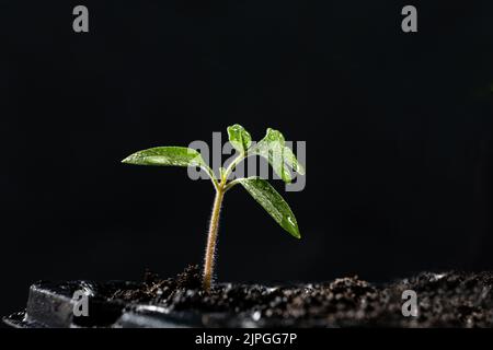 Drops of water on a young sprout of tomatoes growing from the ground on a black background. Stock Photo