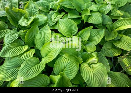 fragrant plantain lily, hosta plantaginea Stock Photo