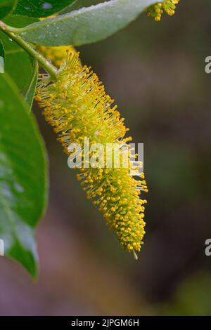 Male flowers of Salix pentandra Stock Photo